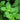 Peppermint Organic Essential Oil