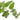 Oregano Essential Oil - Organic
