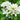 Jasmine - (3% in Jojoba) - Essential Oil - Organic