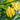 Ylang Ylang Complete Essential Oil Organic