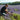 Lavender, French - 5ml Essential Oil - Organic