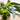 Breathe Ease Aromatherapy Inhaler Organic
