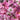 Rose Otto Essential Oil  (3% in Jojoba) - Organic