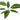 Ravintsara - 5ml Essential Oil