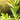 Tea Tree - Essential Oil - Organic