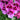 Geranium, Egyptian Essential Oil - Organic